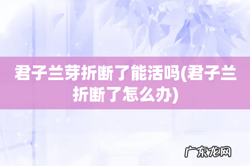 君子兰折断了怎么办 君子兰芽折断了能活吗