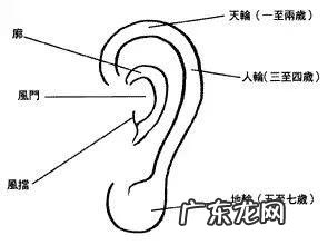 对耳轮 耳朵地轮厚风水