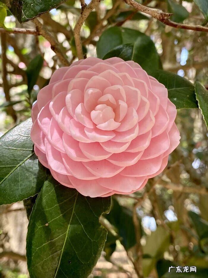 女人生孩子 女人生孩子的图片过程