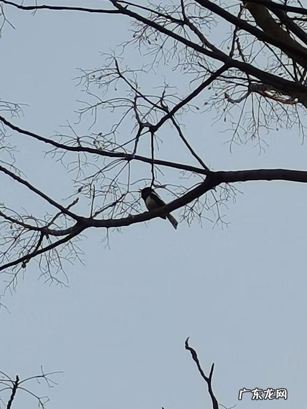 鸟窝在家窗户上好吗 窗户外有鸟窝风水上好么