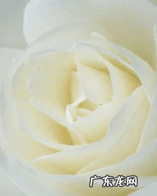 刺玫花语代表什么 刺玫花对身体有害吗