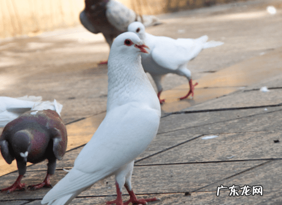 吃乳鸽的功效与作用 乳鸽的功效与作用