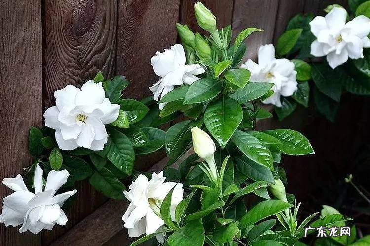 一帆风顺摆放哪个位置最好 一帆风顺花的寓意