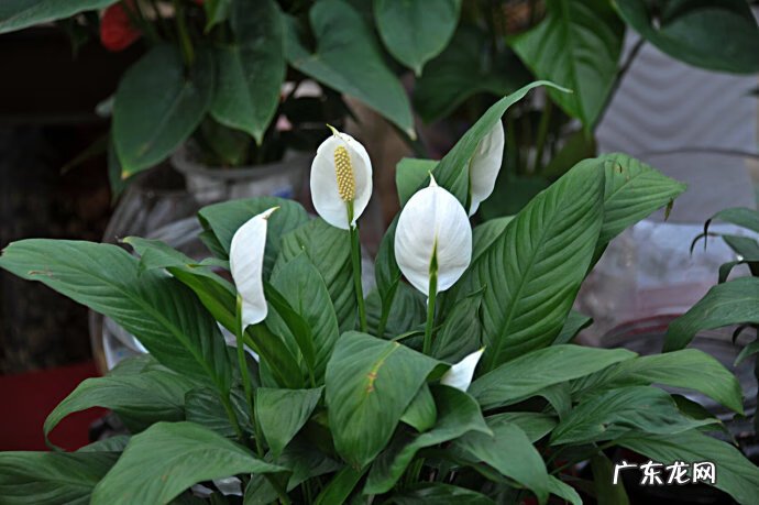一帆风顺摆放哪个位置最好 一帆风顺花的寓意