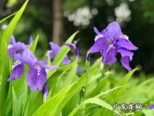 一帆风顺摆放哪个位置最好 一帆风顺花的寓意