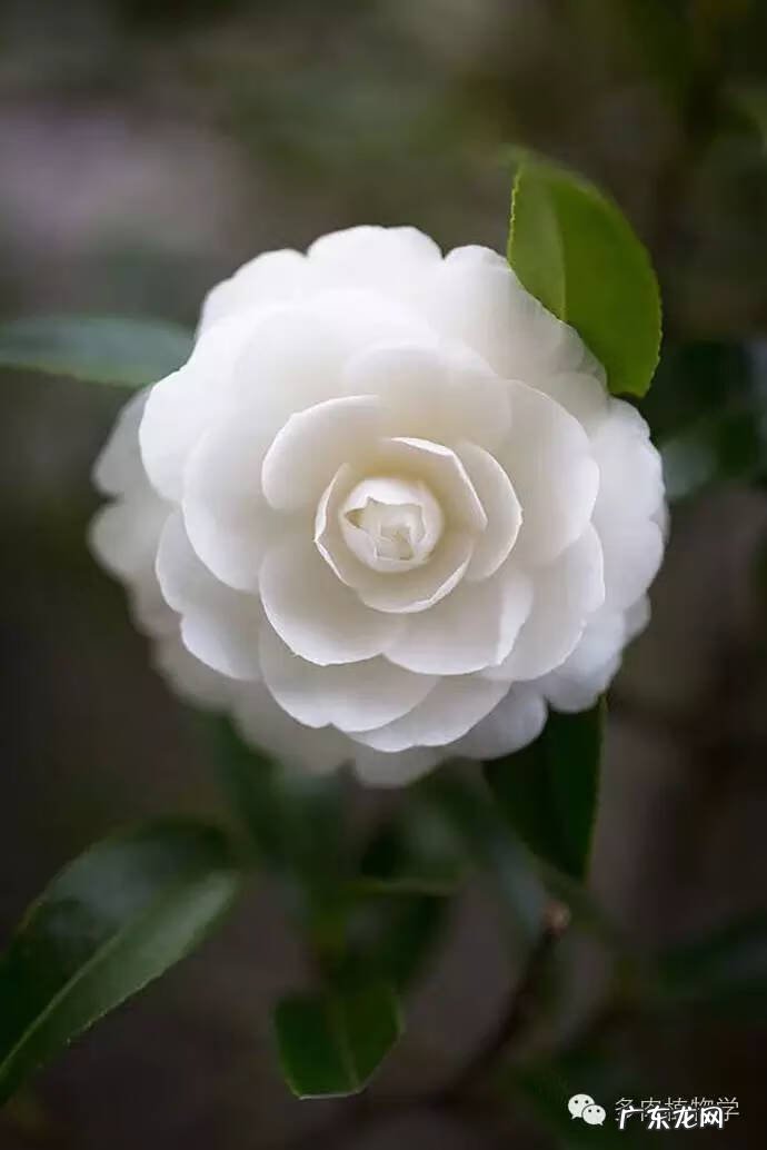 什么花养在室内风水比较好 室内养花的风水讲究