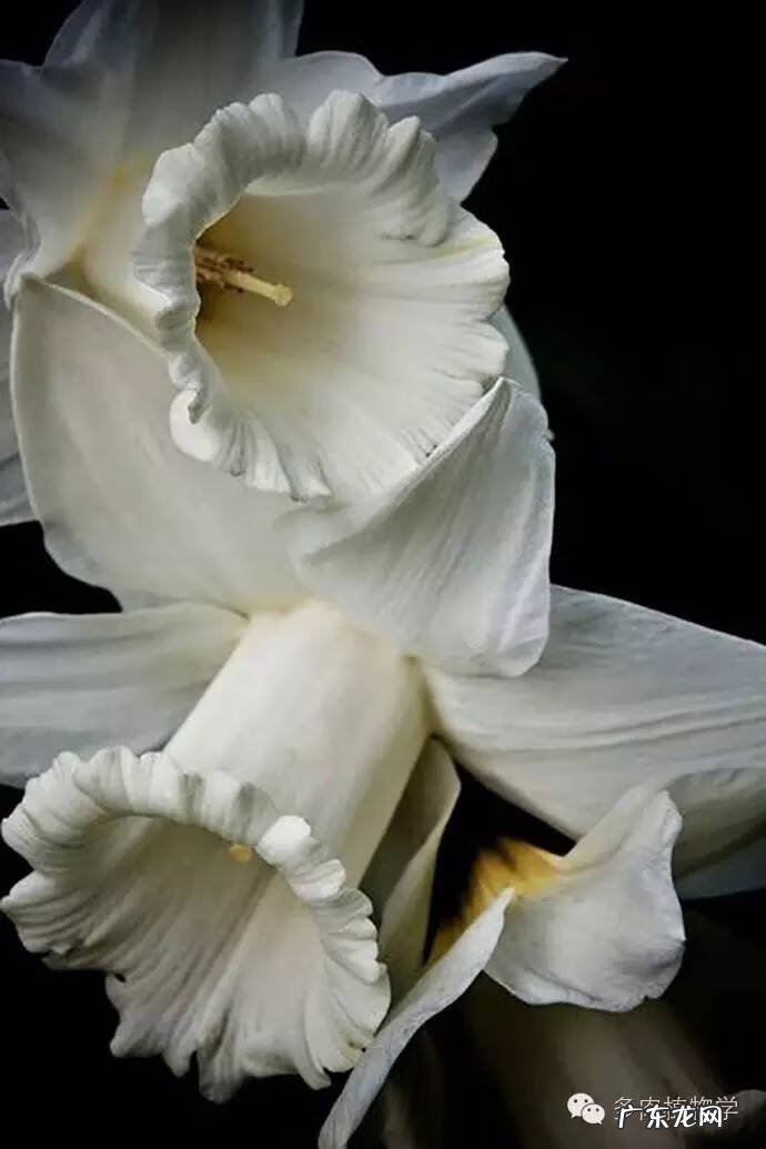 什么花养在室内风水比较好 室内养花的风水讲究