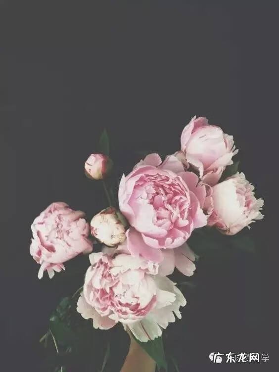 什么花养在室内风水比较好 室内养花的风水讲究