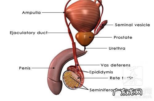 阴囊下垂怎么办 阴囊下垂是什么原因