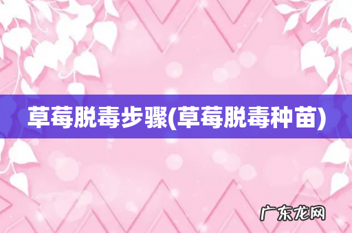 草莓脱毒种苗 草莓脱毒步骤