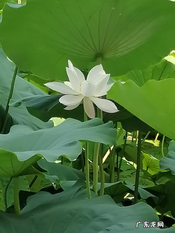 有没有可以让眼睛变大的方法 自然让眼睛变大的方法