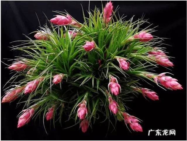 自制鱼缸摆件 自制鱼缸摆件 什么材料合适