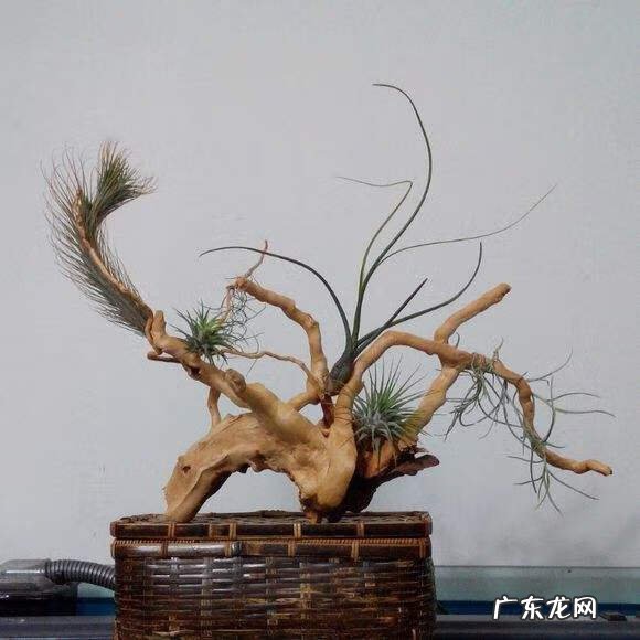 自制鱼缸摆件 自制鱼缸摆件 什么材料合适