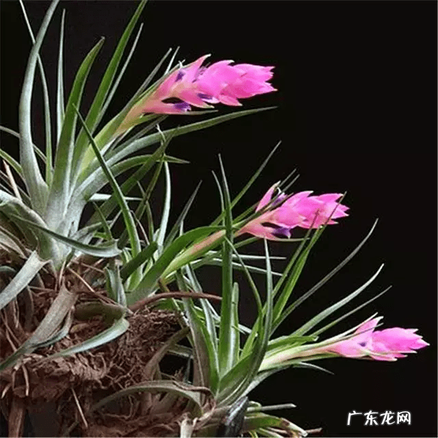 自制鱼缸摆件 自制鱼缸摆件 什么材料合适