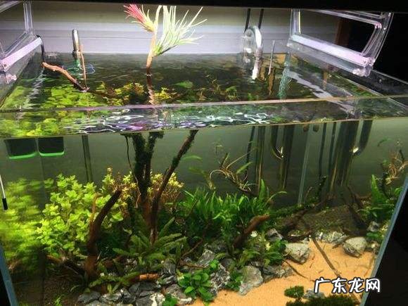 自制鱼缸摆件 自制鱼缸摆件 什么材料合适