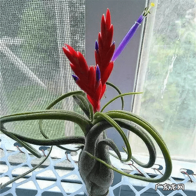 自制鱼缸摆件 自制鱼缸摆件 什么材料合适