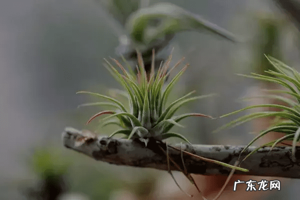 自制鱼缸摆件 自制鱼缸摆件 什么材料合适