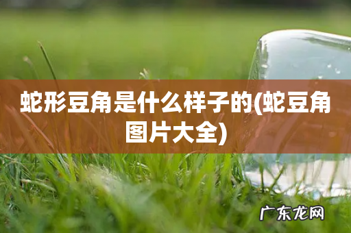 蛇豆角图片大全 蛇形豆角是什么样子的