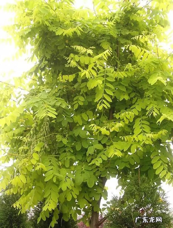 种枫树风水好吗 红枫树有什么寓意风水植物
