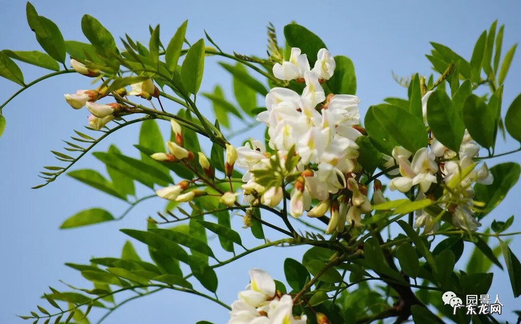 种枫树风水好吗 红枫树有什么寓意风水植物