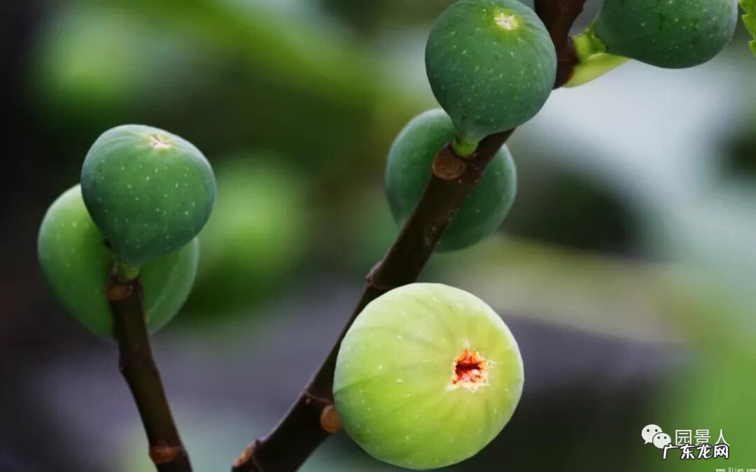 种枫树风水好吗 红枫树有什么寓意风水植物