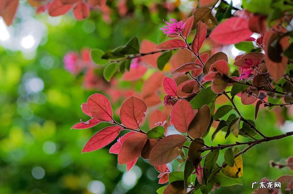种枫树风水好吗 红枫树有什么寓意风水植物