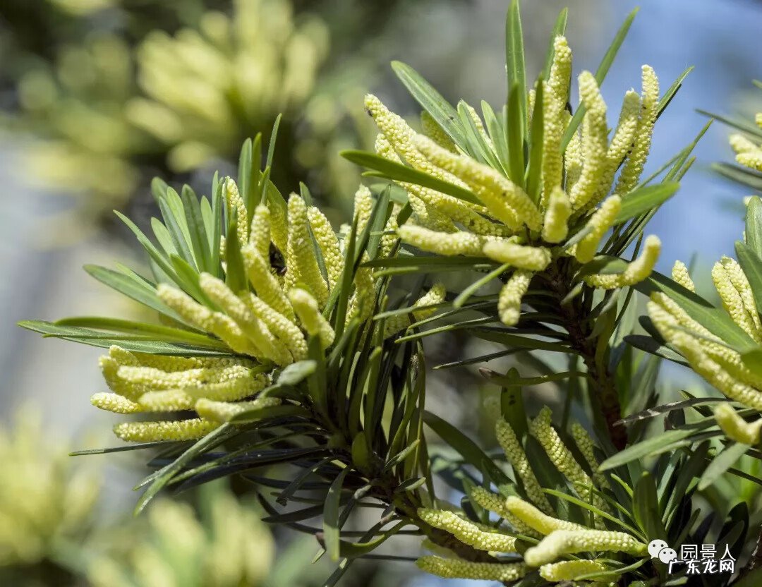 种枫树风水好吗 红枫树有什么寓意风水植物