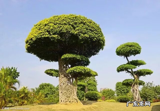 种枫树风水好吗 红枫树有什么寓意风水植物