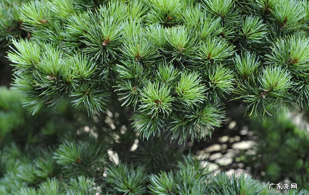 种枫树风水好吗 红枫树有什么寓意风水植物