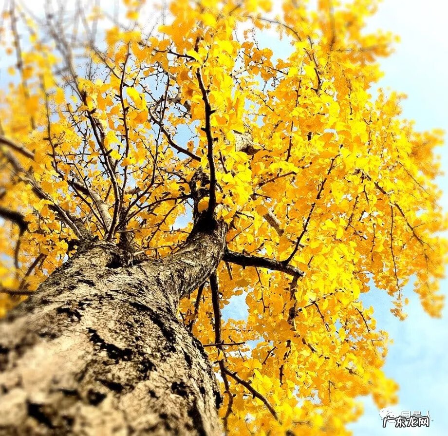 种枫树风水好吗 红枫树有什么寓意风水植物