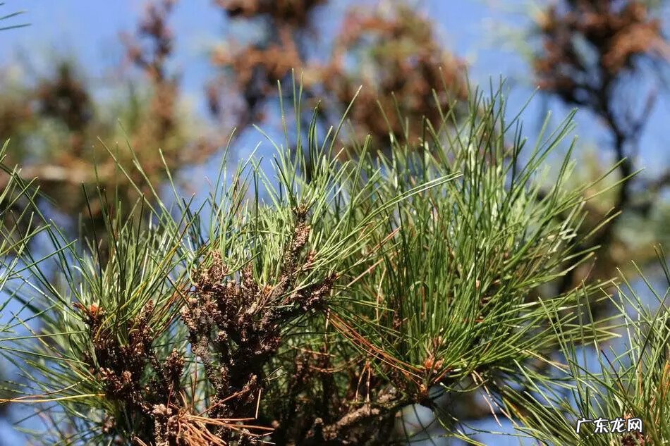 种枫树风水好吗 红枫树有什么寓意风水植物