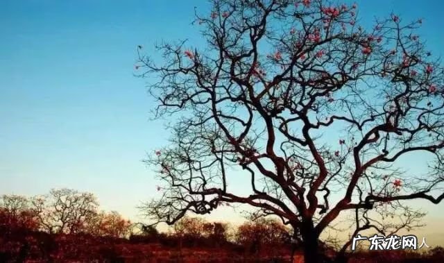 种枫树风水好吗 红枫树有什么寓意风水植物