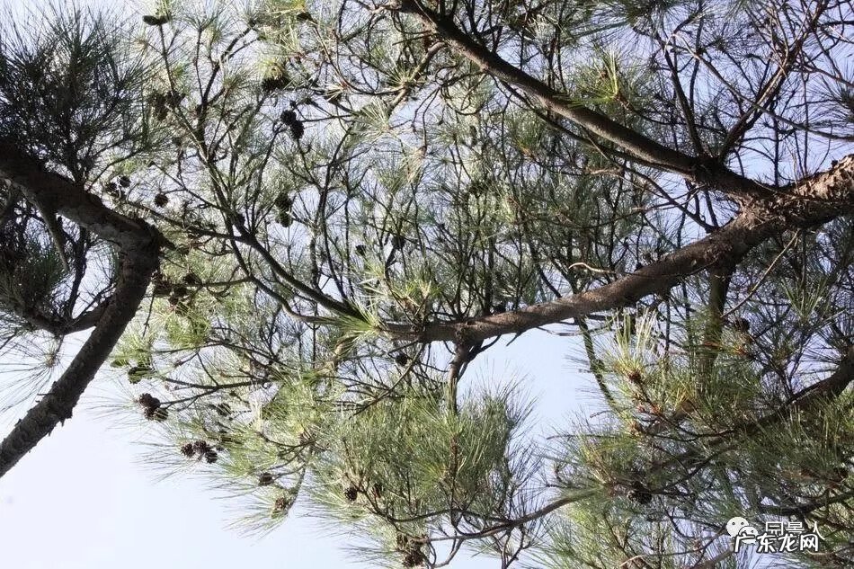 种枫树风水好吗 红枫树有什么寓意风水植物