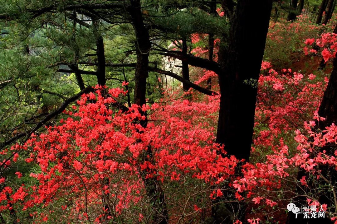 种枫树风水好吗 红枫树有什么寓意风水植物