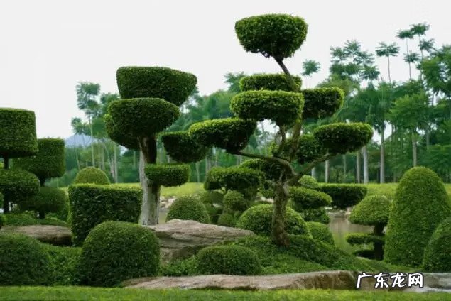 种枫树风水好吗 红枫树有什么寓意风水植物