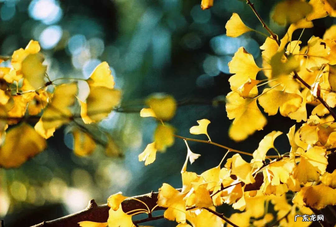 种枫树风水好吗 红枫树有什么寓意风水植物