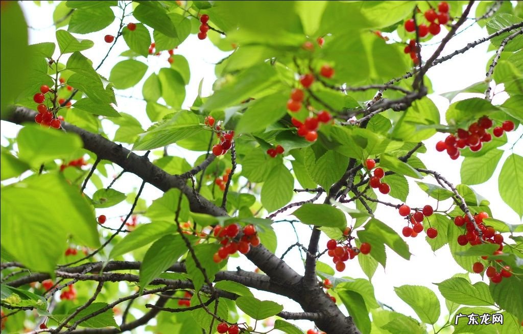 种枫树风水好吗 红枫树有什么寓意风水植物