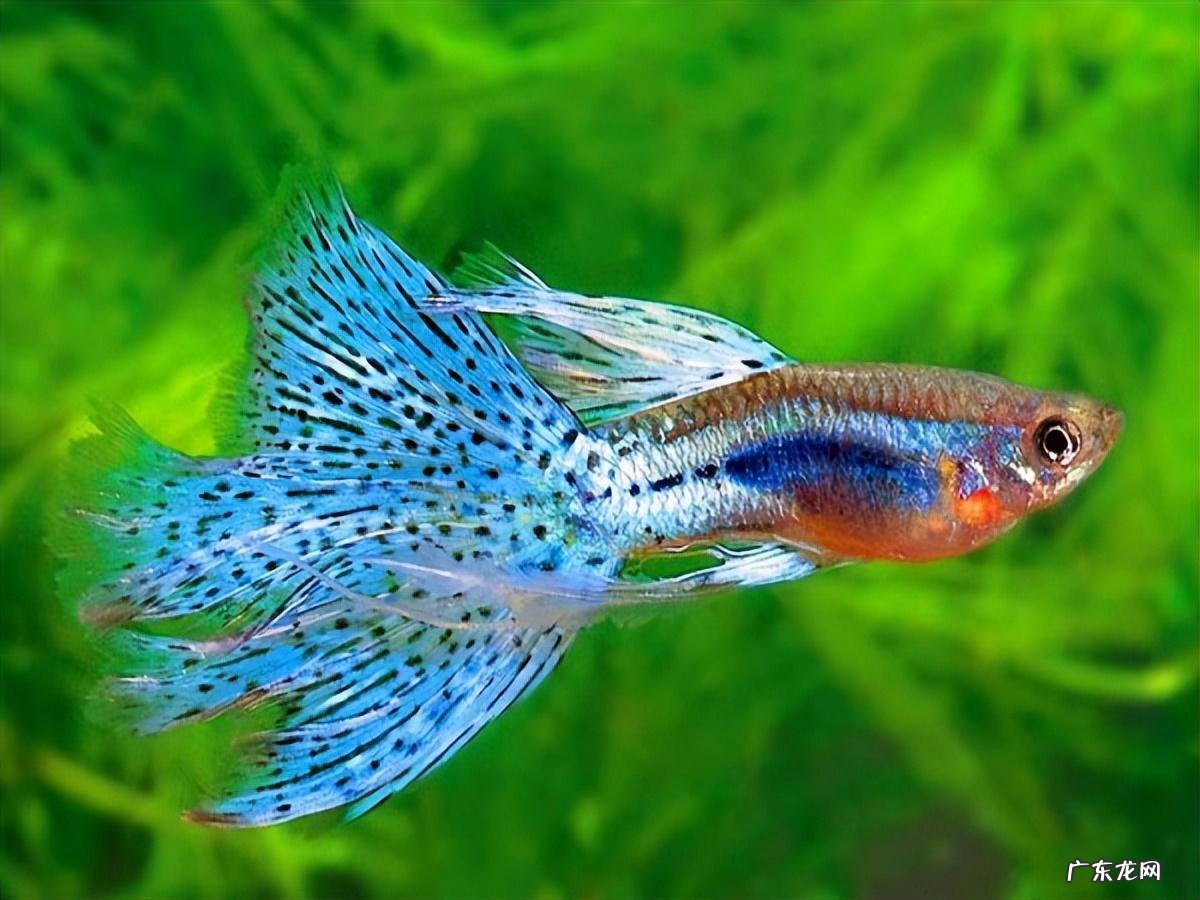 白金鱼的风水作用是什么