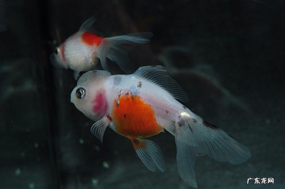 白金鱼的风水作用是什么