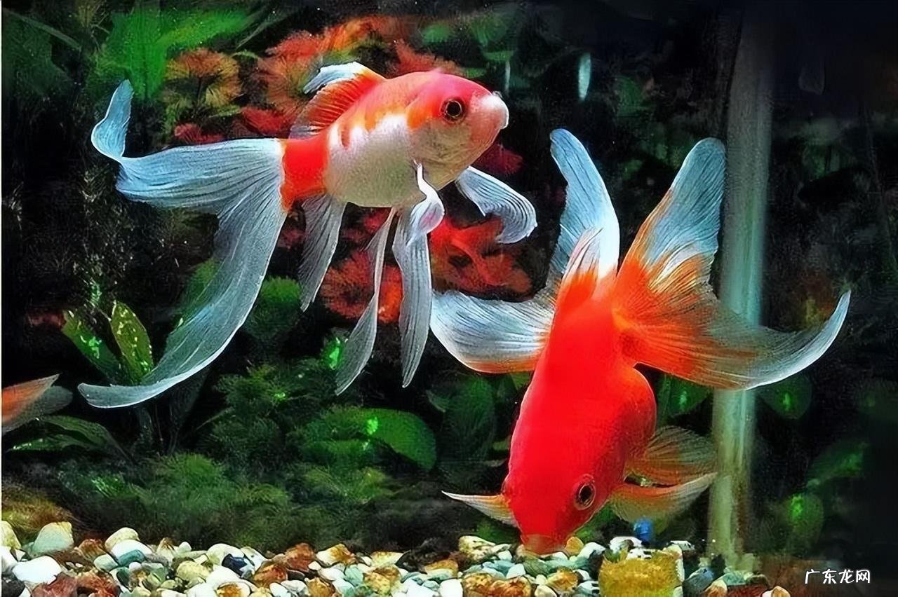 白金鱼的风水作用是什么