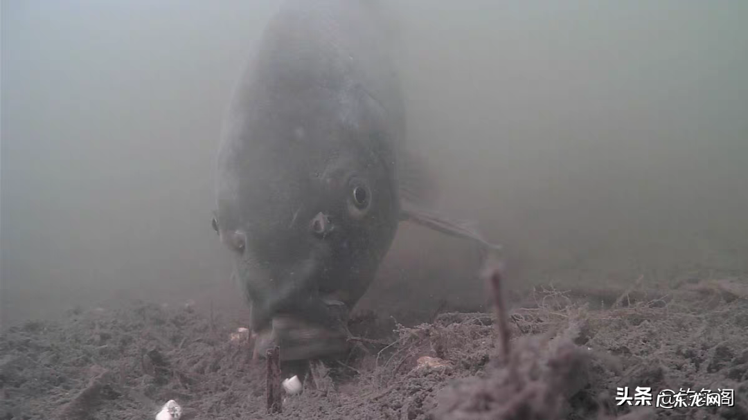 鲤鱼跳水怎么画