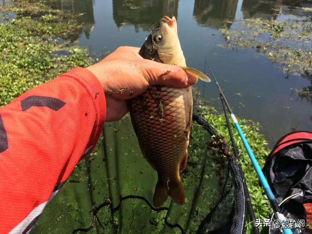 鲤鱼跳水怎么画