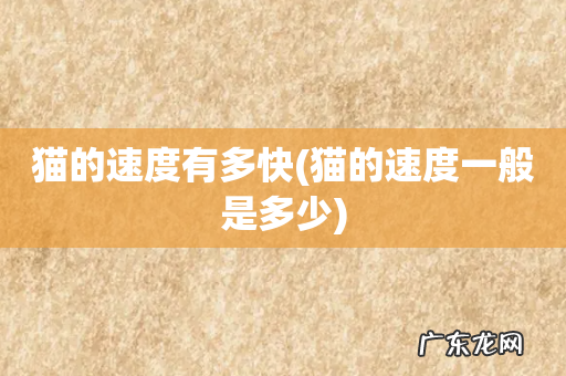 猫的速度一般是多少 猫的速度有多快
