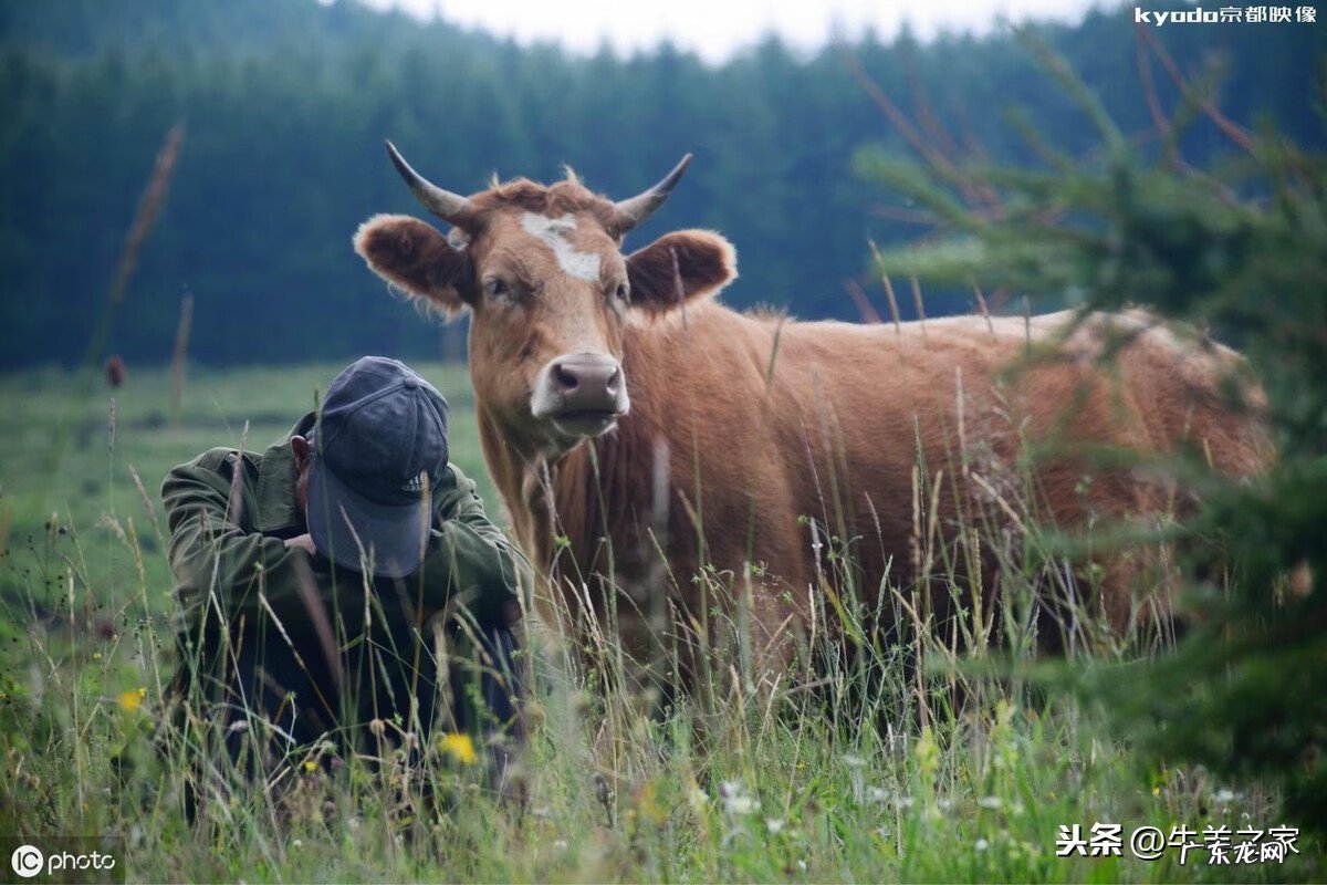 牛皮皮癣怎么治愈 牛皮肤癣的病理