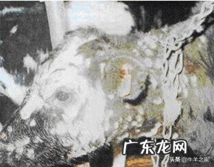 牛皮皮癣怎么治愈 牛皮肤癣的病理