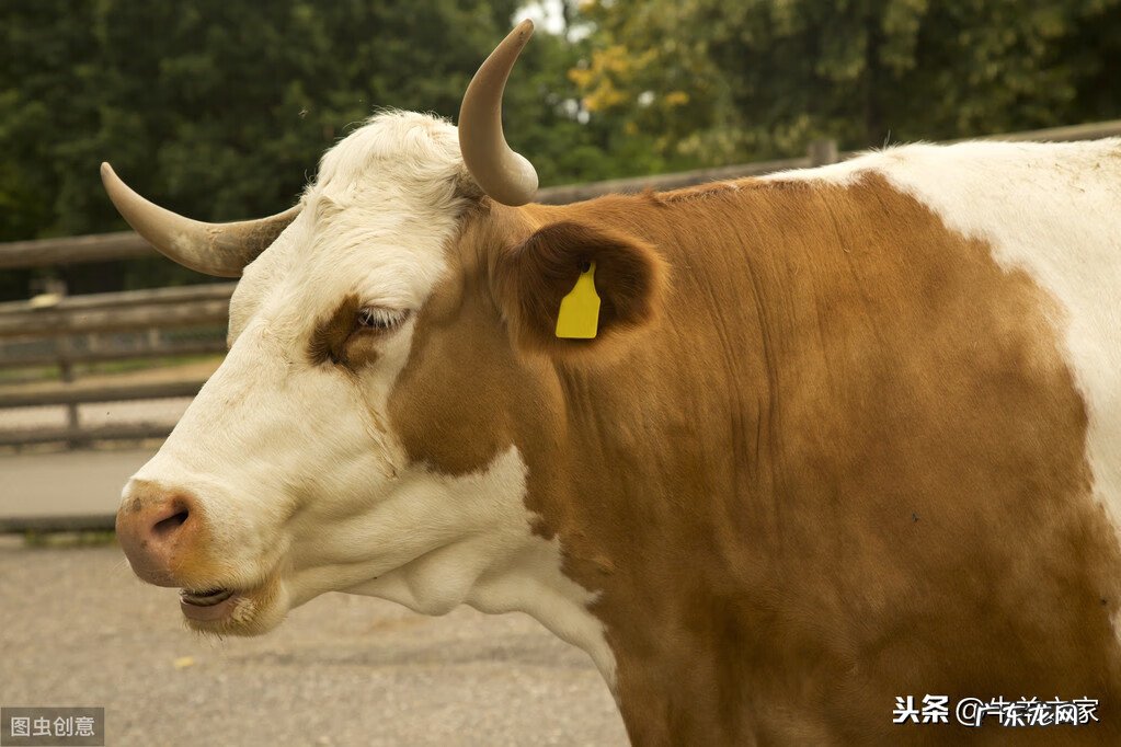 牛皮皮癣怎么治愈 牛皮肤癣的病理