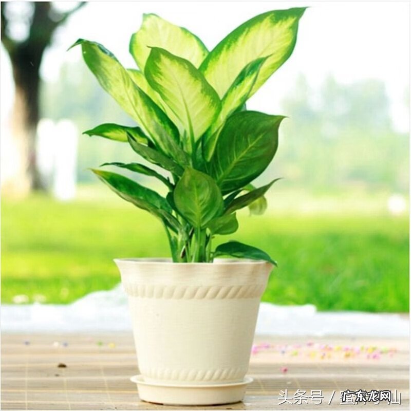 属兔的风水植物 属兔人的风水