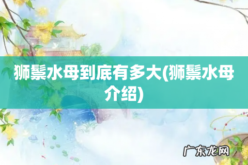 狮鬃水母介绍 狮鬃水母到底有多大