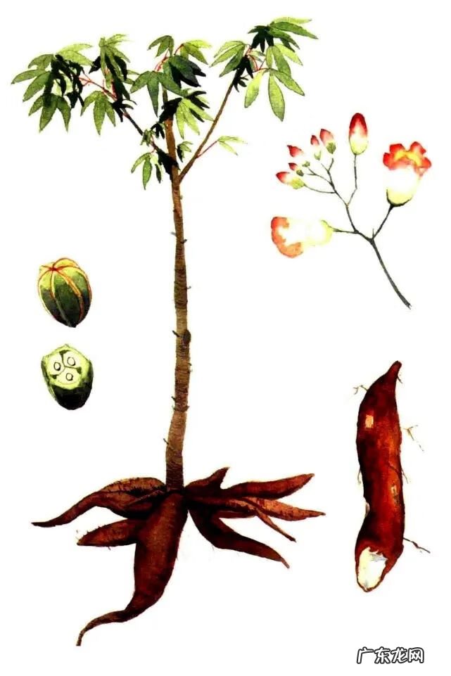 木薯红薯是一样东西吗 木薯和红薯的区别是什么