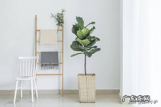 榕树在风水上的说法 榕树在风水上有什么讲究吗